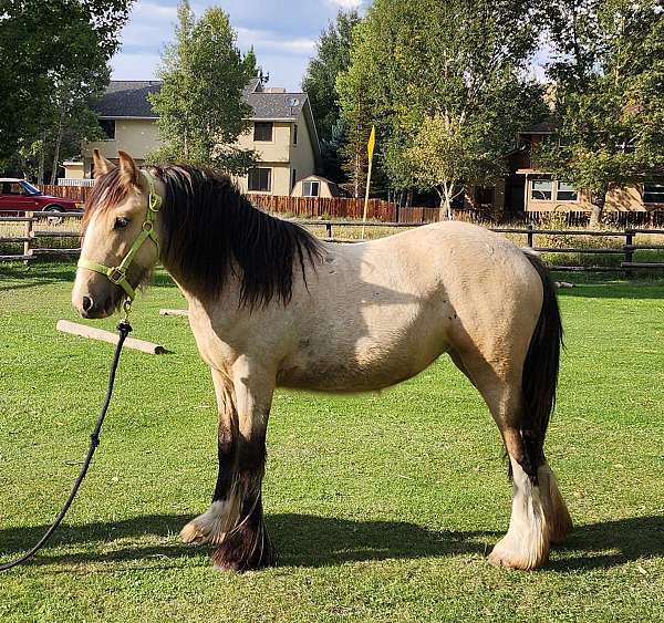 show-champion-gypsy-vanner-horse