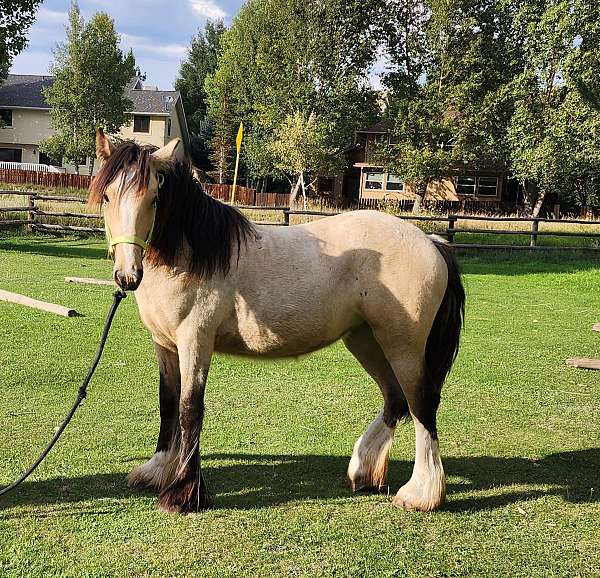 show-points-gypsy-vanner-horse