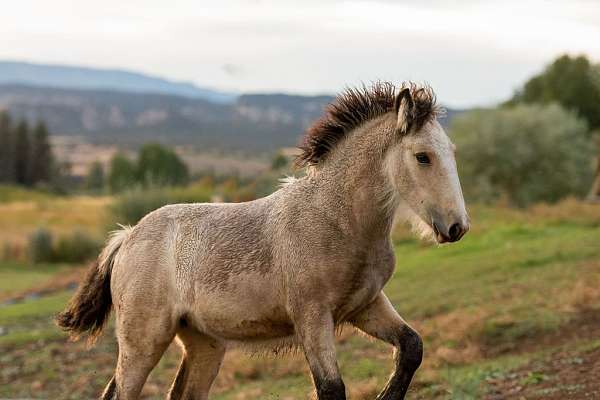 hall-of-fame-filly