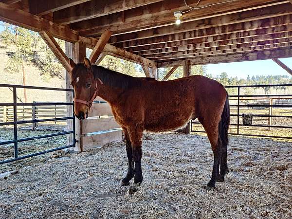 small-star-front-left-foot-white-below-hock-horse