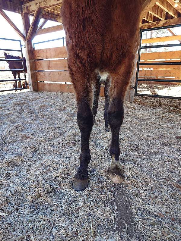 bay-small-star-front-left-foot-white-below-hock-horse