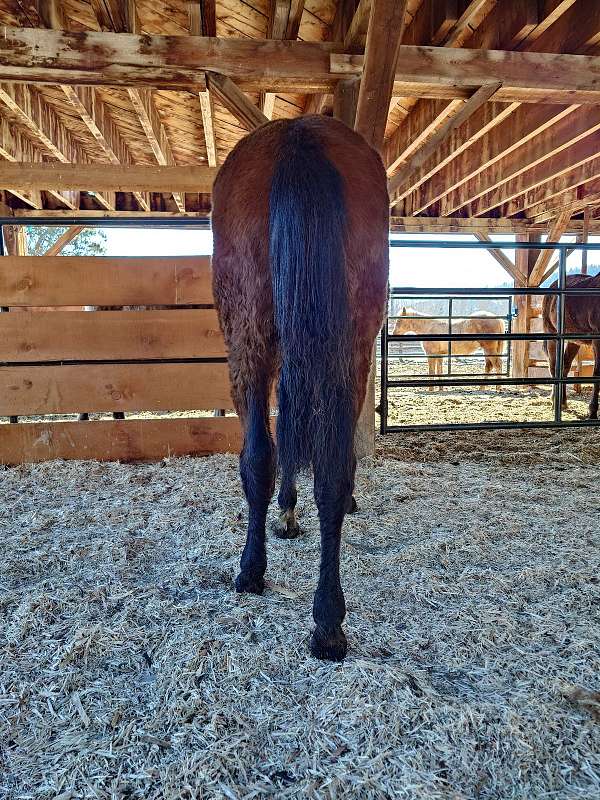 small-star-front-left-foot-white-below-hock