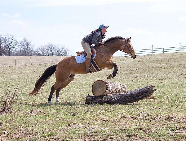 all-around-quarter-horse