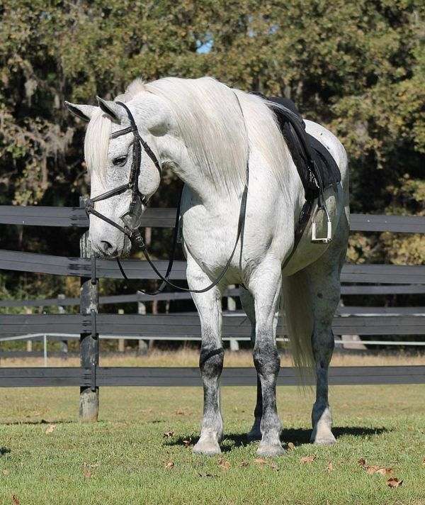 all-friesian-horse