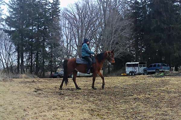 western-dre-arabian-horse