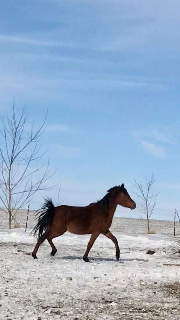 elk-arabian-horse