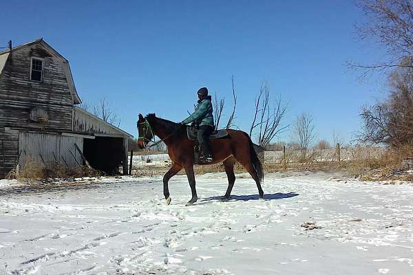 athletic-arabian-horse