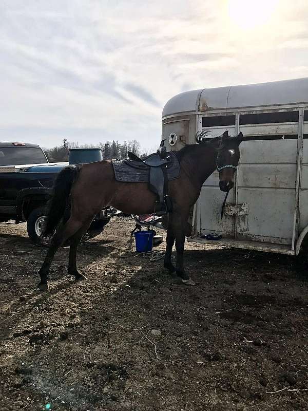 driving-arabian-horse