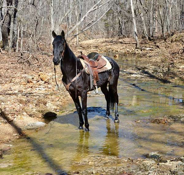 any-terrain-tennessee-walking-horse