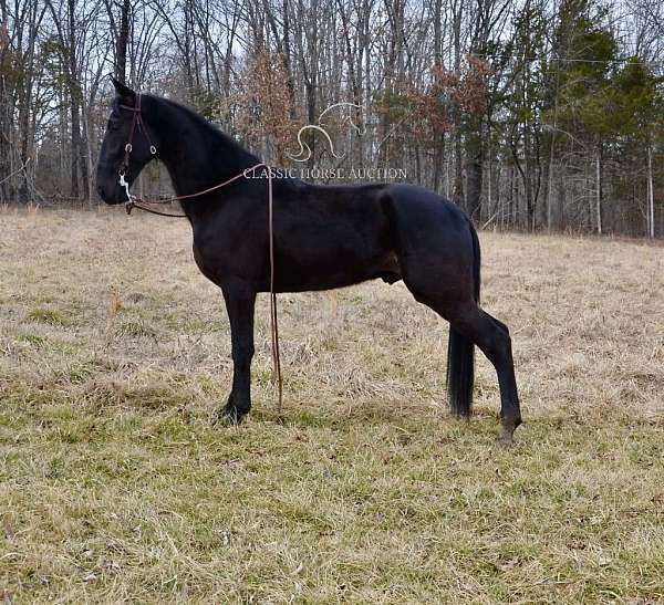 anyone-tennessee-walking-horse