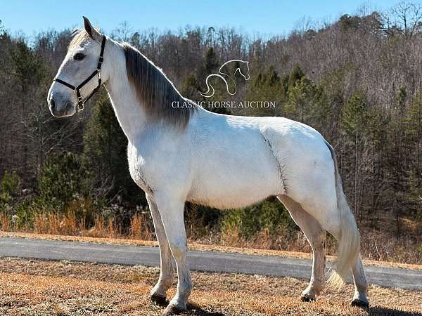 for-all-ages-tennessee-walking-horse