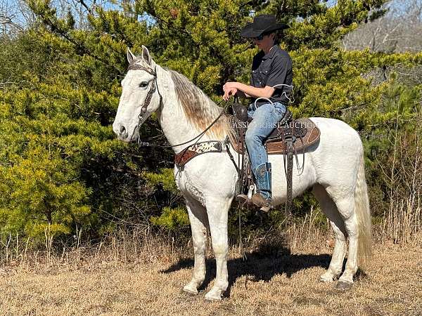 woodrow-tennessee-walking-horse