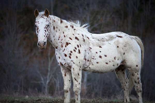 appaloosa-gelding