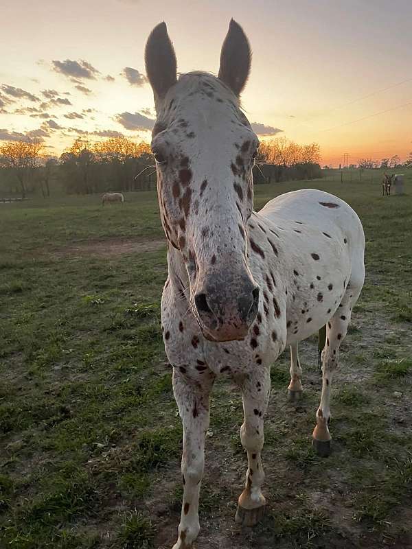 appaloosa-horse-for-sale