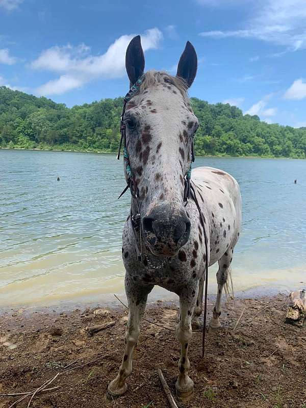 appaloosa-horse