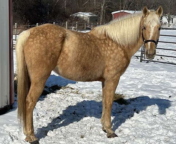 palomino-white-blaze-mane-tail-horse