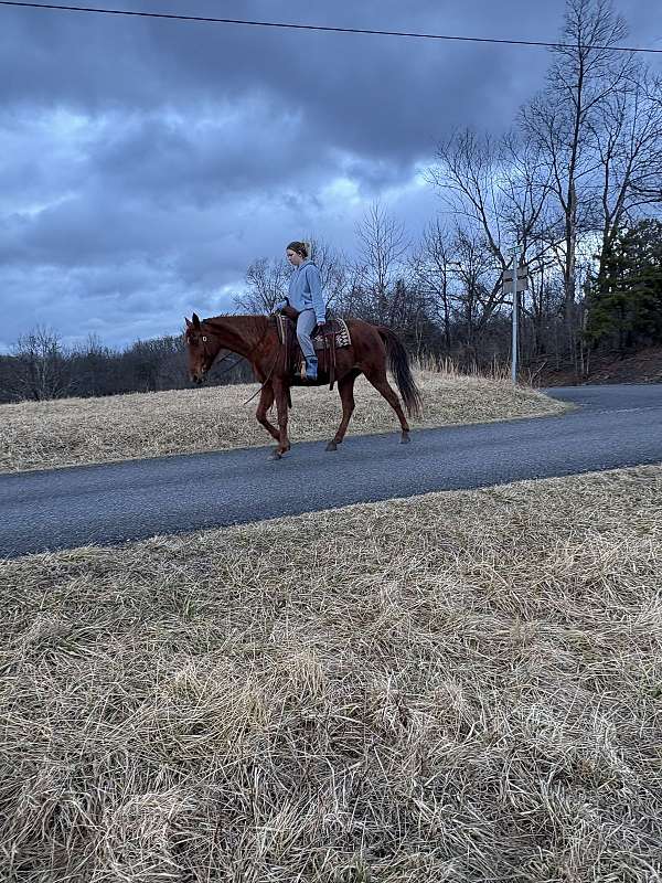 kid-safe-quarter-horse