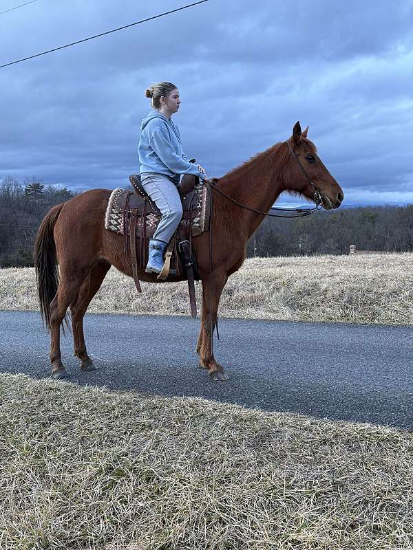 husband-safe-quarter-horse