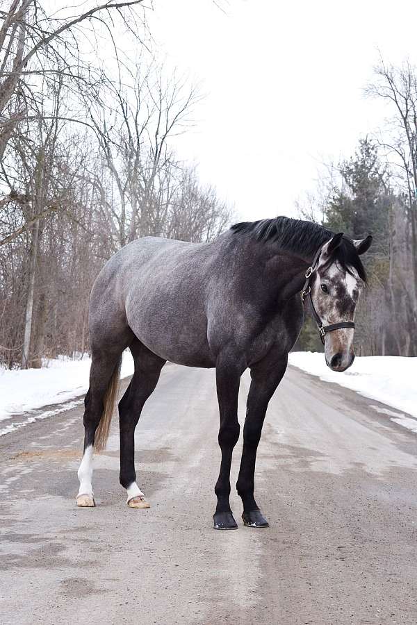 grey-show-jump-horse