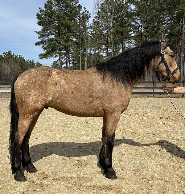 arabian-gelding-friesian-horse