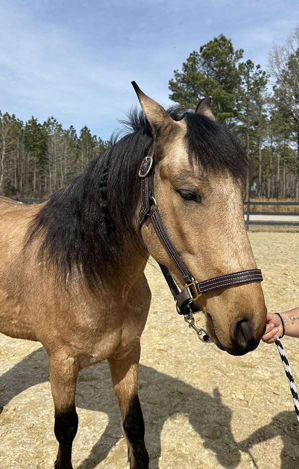 neck-reining-friesian-horse