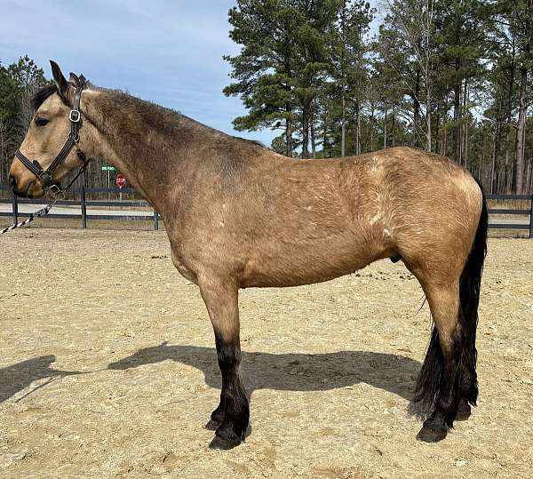 age-friesian-horse