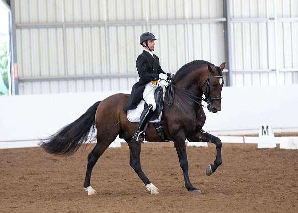 eager-to-please-andalusian-horse