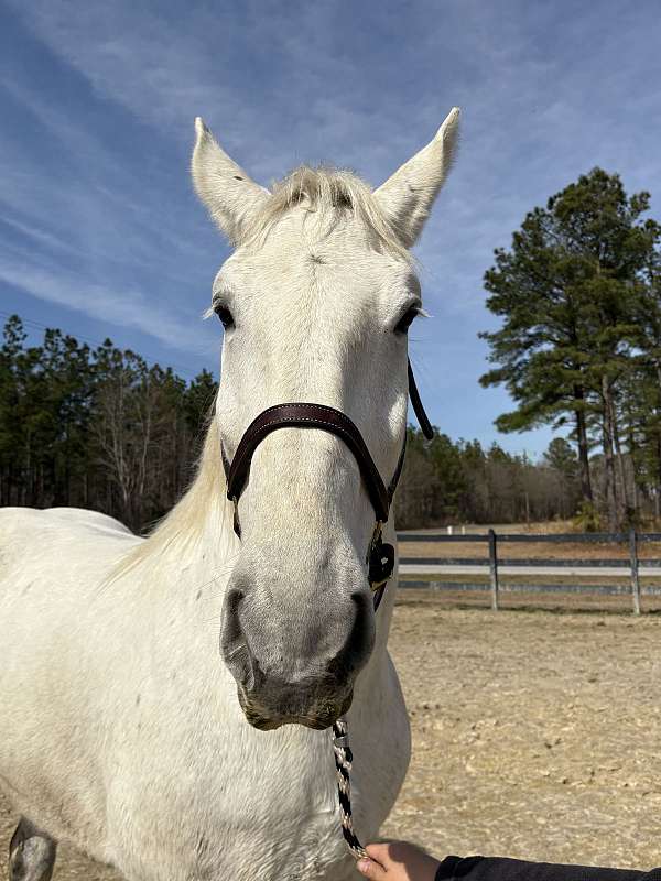 broke-the-very-best-percheron-horse