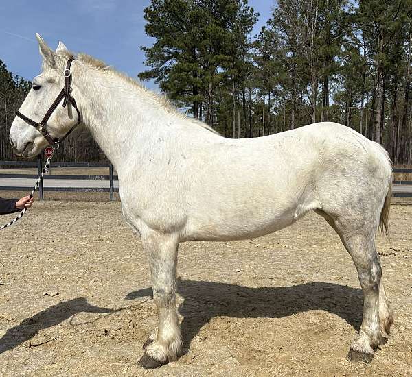 commercial-percheron-horse