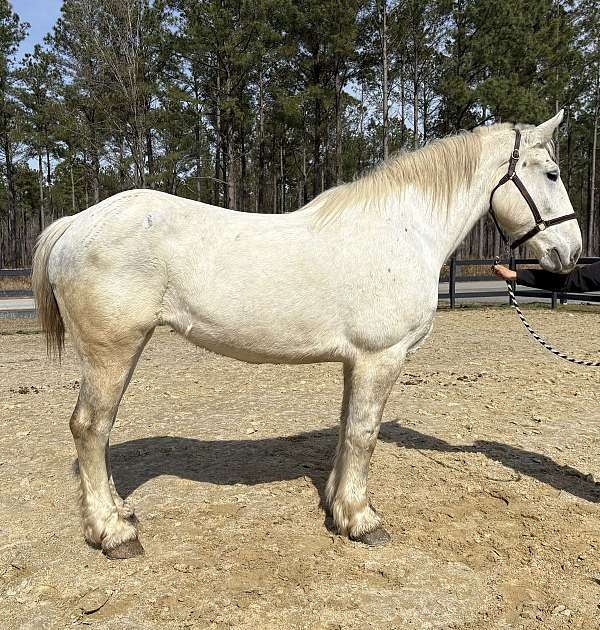 spirited-percheron-horse