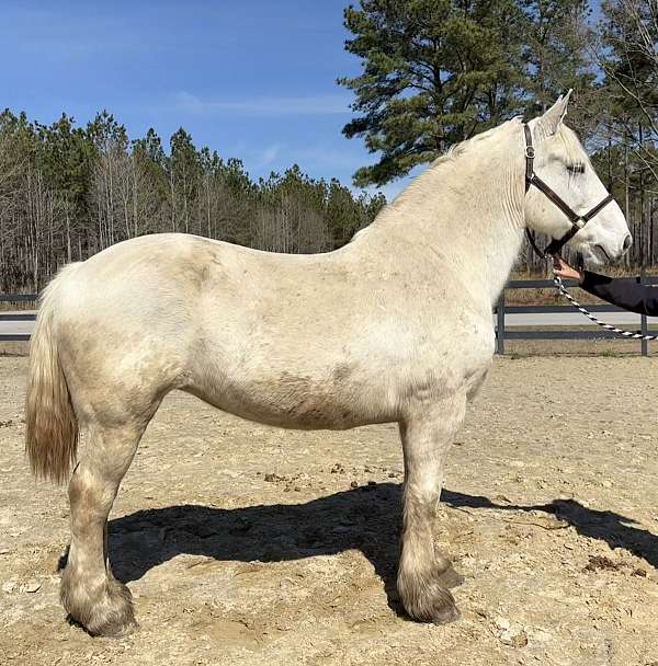 lazy-percheron-horse