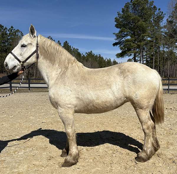 ridden-on-the-trails-percheron-horse