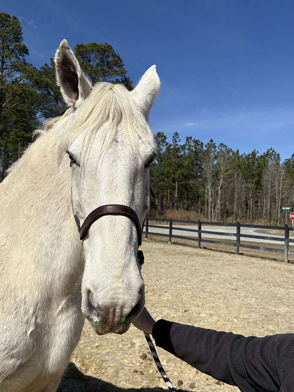 sane-percheron-horse