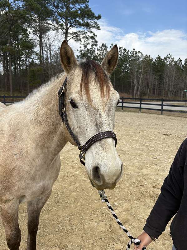 backs-quarter-horse