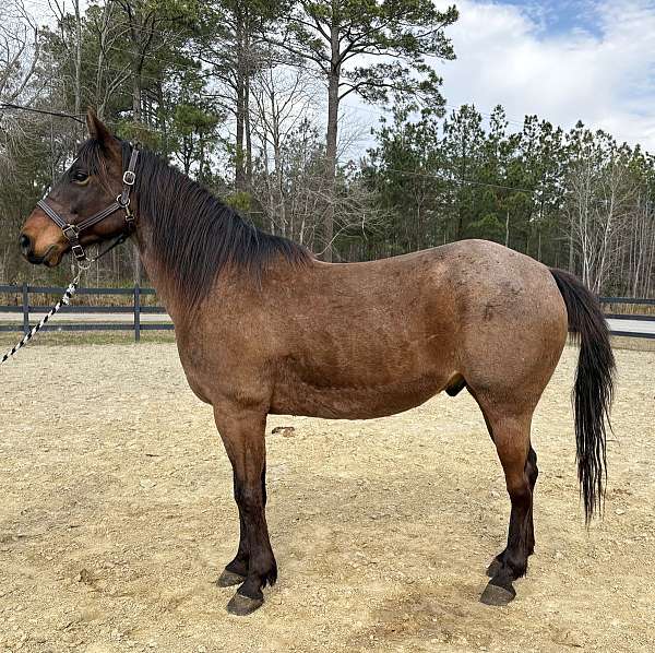 aqha-quarter-horse