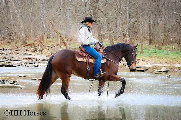 athletic-friesian-horse