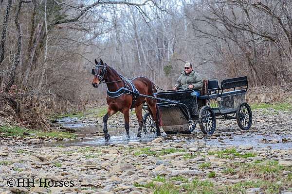 draft-friesian-horse