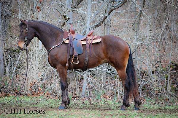 all-around-friesian-horse