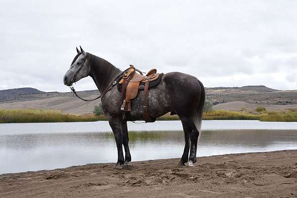 grey-draft-friesian-gelding