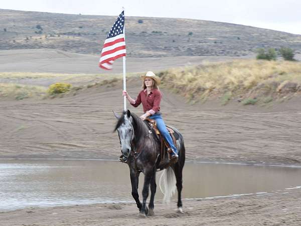 ranch-draft-friesian-horse