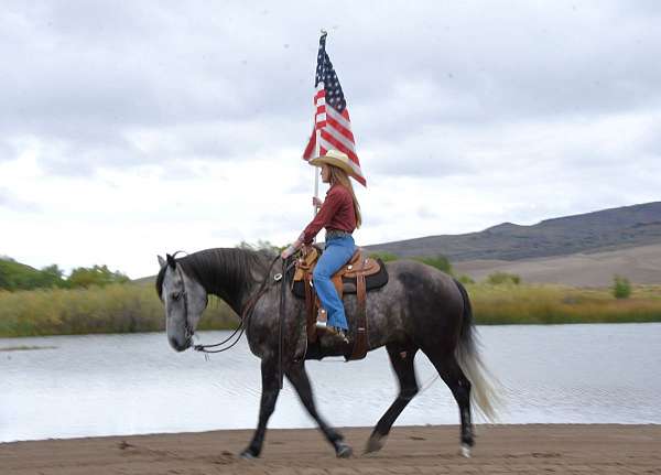 grey-draft-friesian-horse