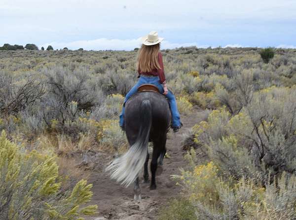 friesian-gelding