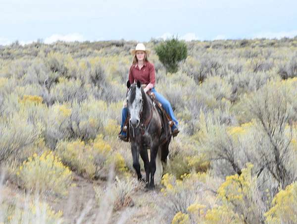 grey-draft-friesian