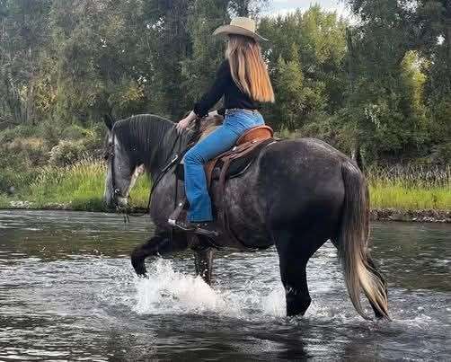 cross-draft-friesian-horse