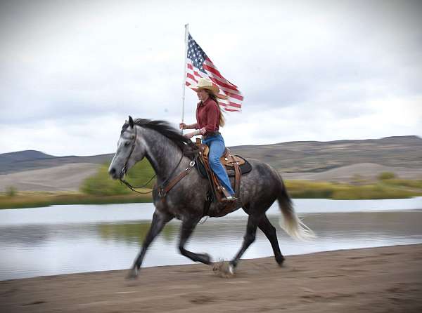 friesian-horse-for-sale