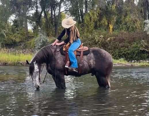 friesian-horse