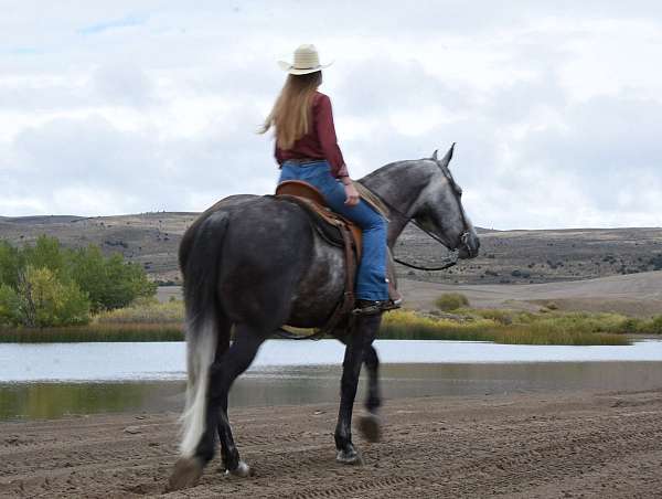 draft-draft-friesian-horse