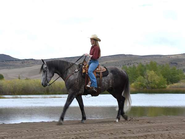 dressage-draft-friesian-horse