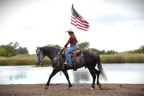 trail-draft-friesian-horse