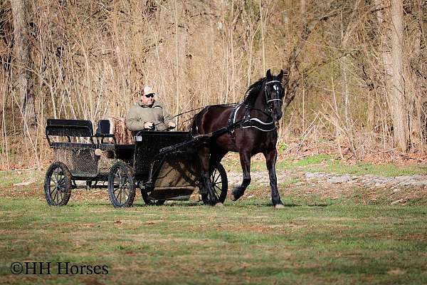 all-around-friesian-horse